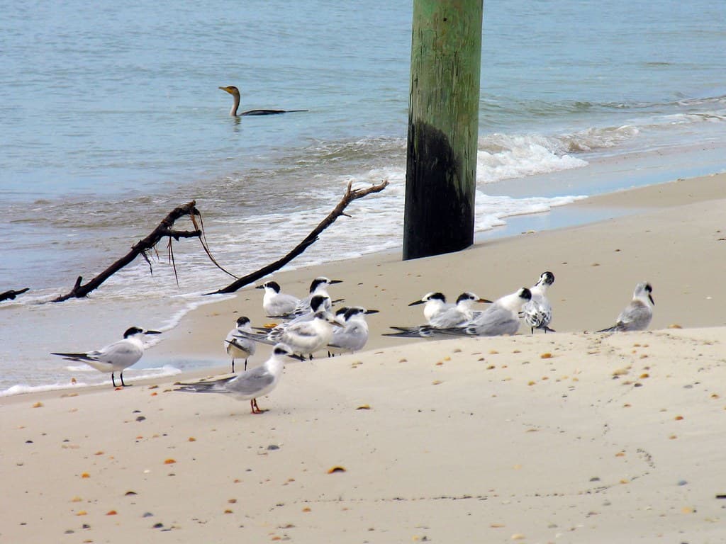 St. Joseph Peninsula State Park Beach view 2