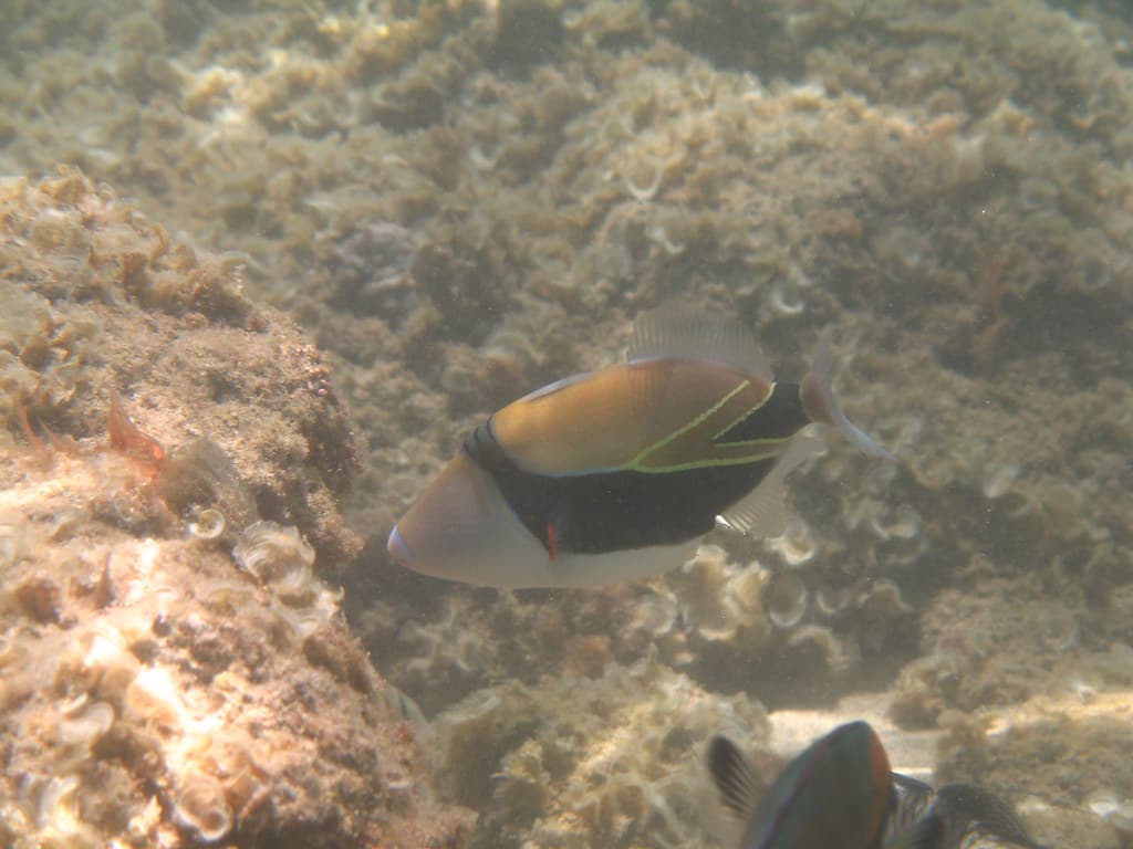 Shy