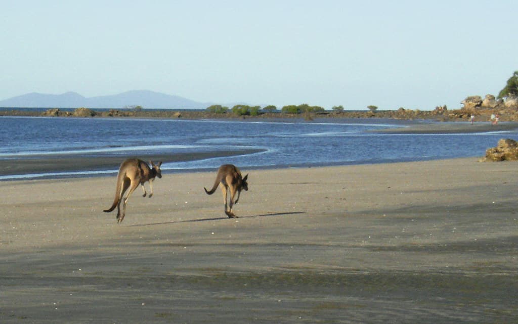 Cape Hillsborough Beach