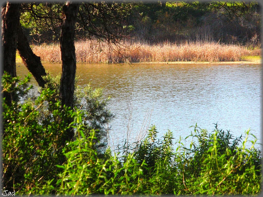 Laguna del Portil-Huelva (Spain)