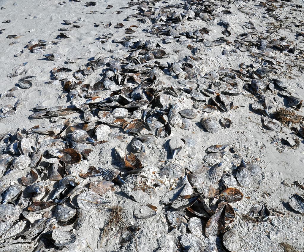 Atrina pen shell bivalves on marine shoreline (Algiers Beach, Sanibel Island, Florida, USA) 4