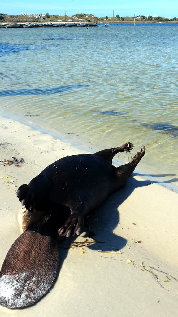 East Beach at Fort De Soto