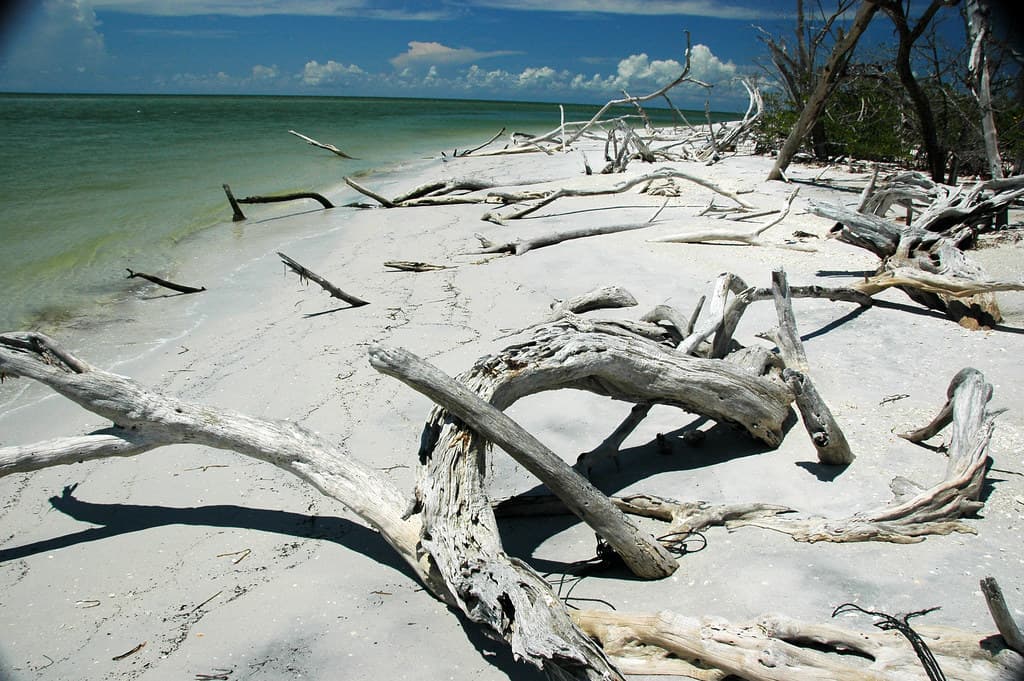 Tree skeletons from 2004's Hurricane Charley (Cayo Costa Island, Florida, USA) 6