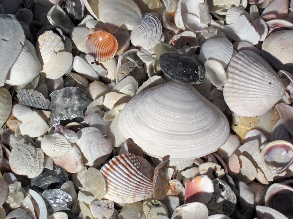 Mollusc shells on marine beach (Cayo Costa Island, Florida, USA) 7