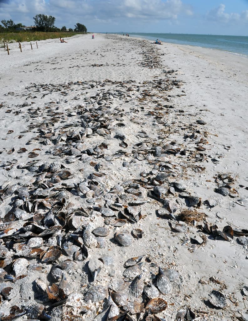 Anclote Key Beach