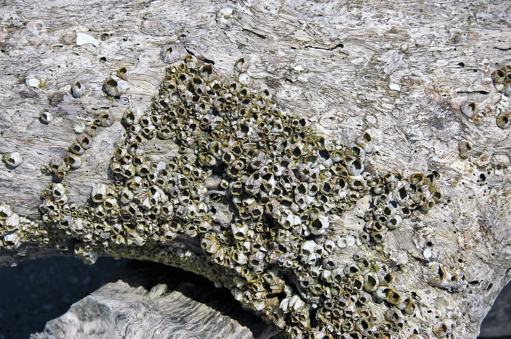 Barnacles encrusting wood (Cayo Costa Island, Florida, USA) 4