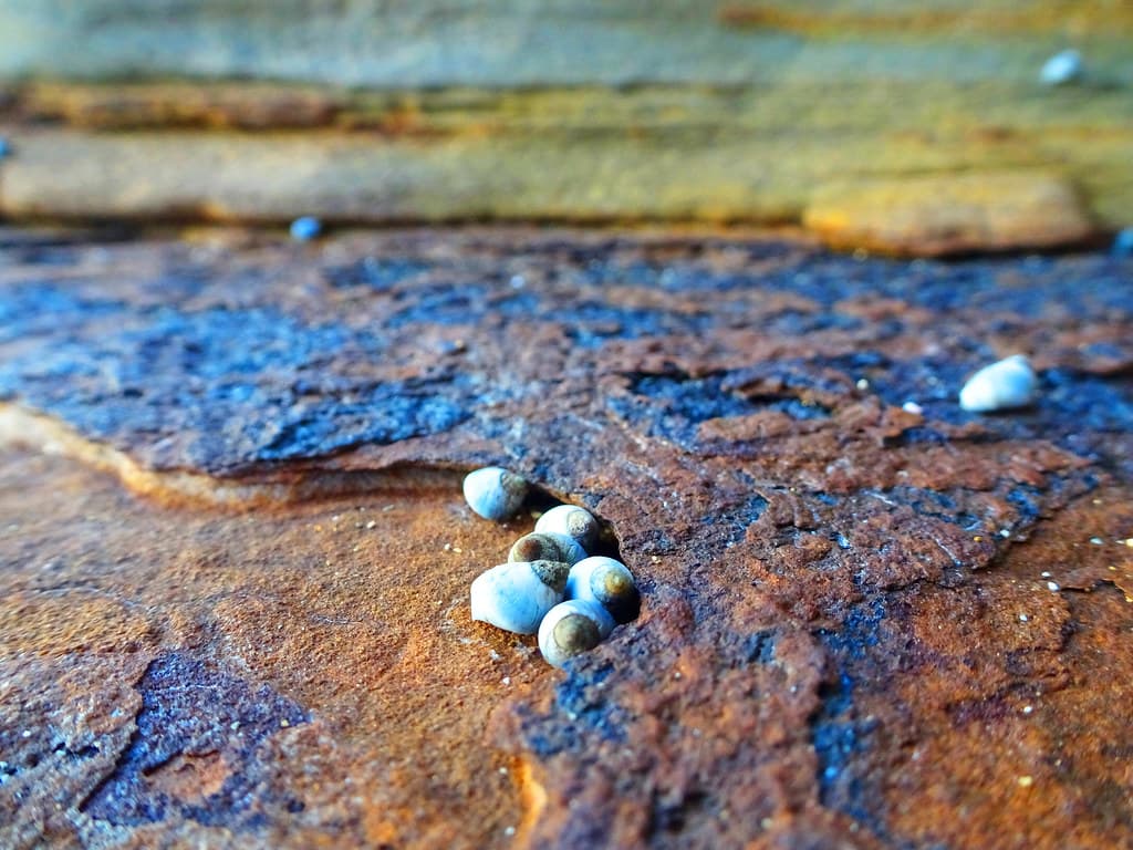 Seashells Beach