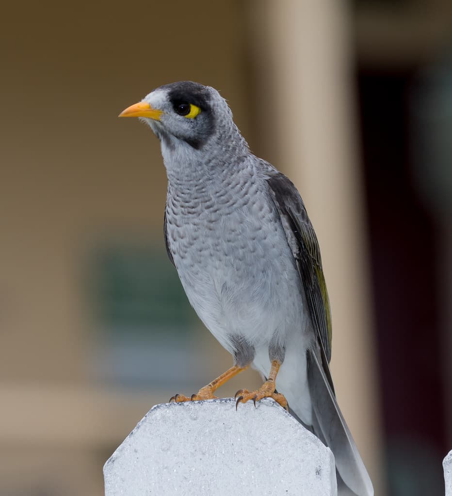 Noisy miner (Manorina melanocephala) (24 – 27 centimetres) - Lighthouse Hill, Port Stephens, NSW, Australia