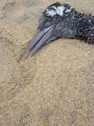 Playa Albatros
