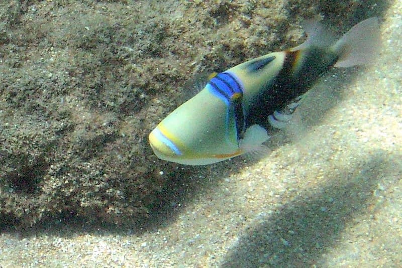 humuhumu-nukunuku-a-pua'a