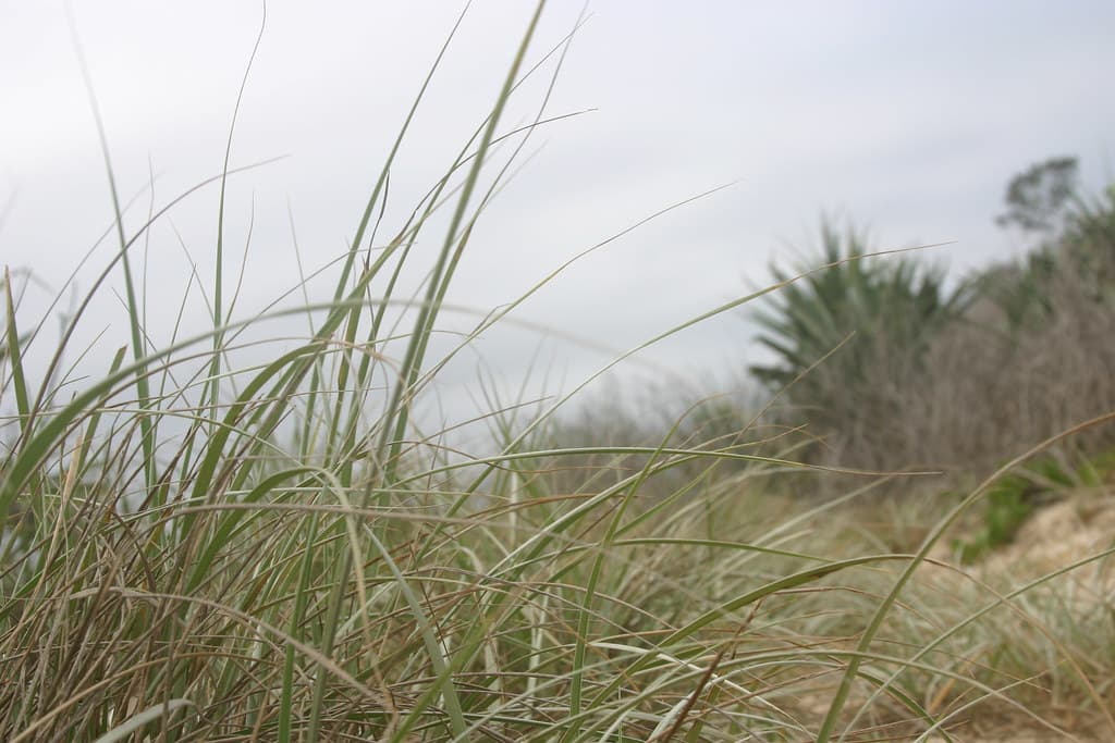 Angourie Point Beach view 2