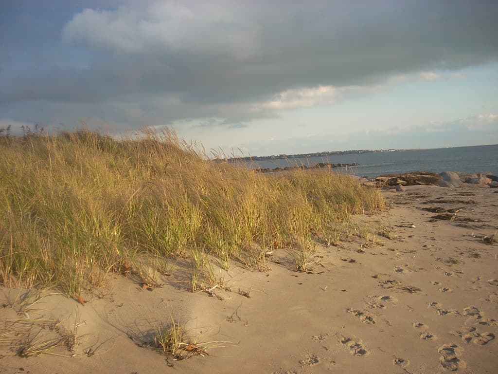 Dune
