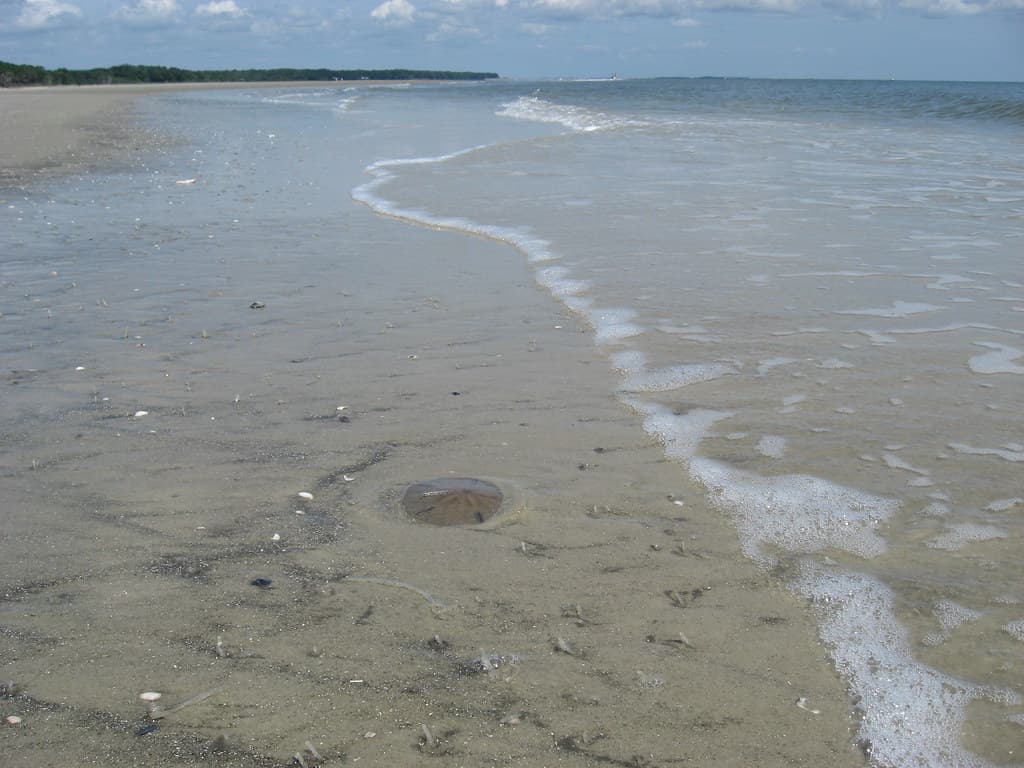 Hilton Park Shoreline