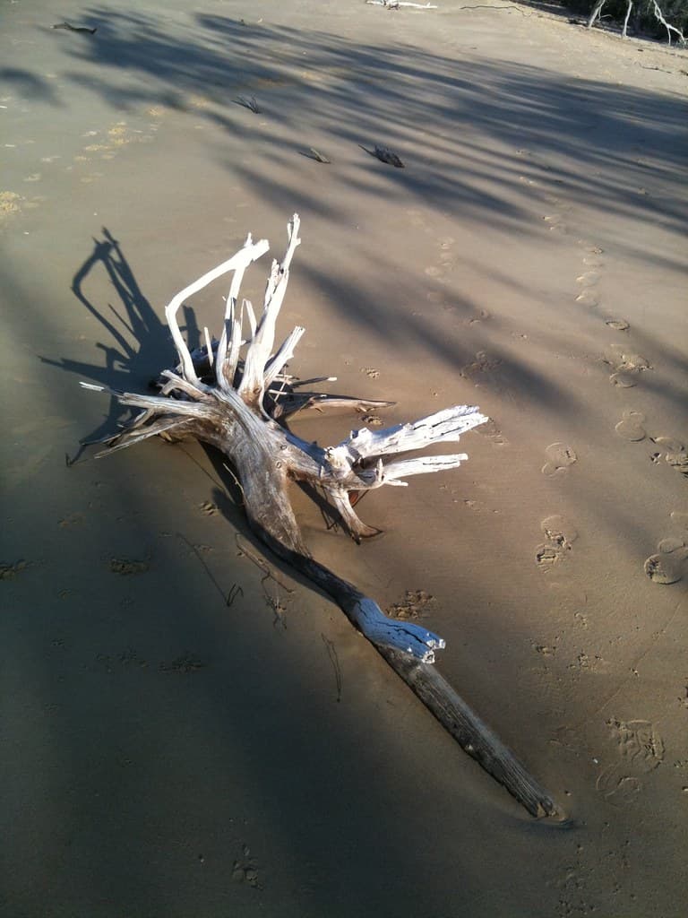 Driftwood Tannum Sands Beach
