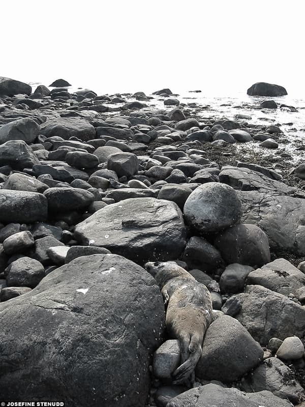 Kungsö Beach view 2