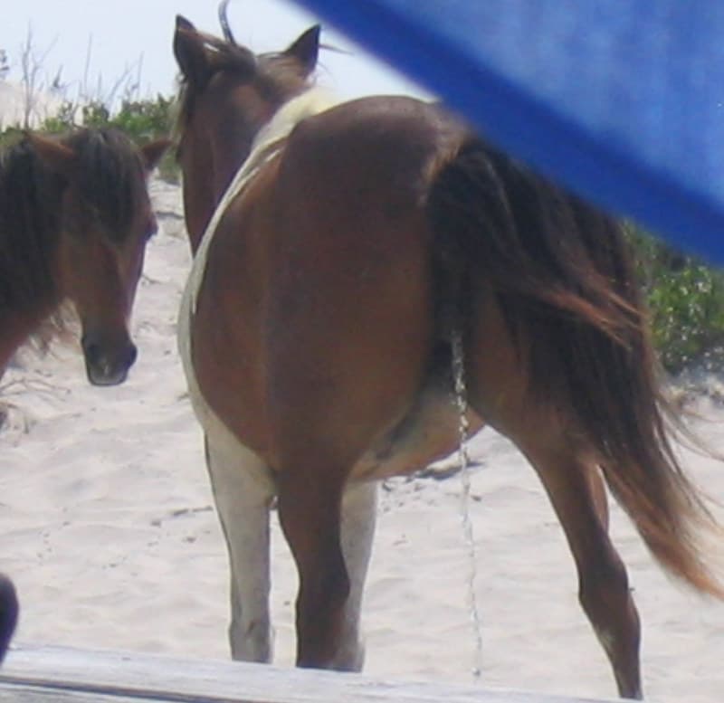 Pass Christian Beach