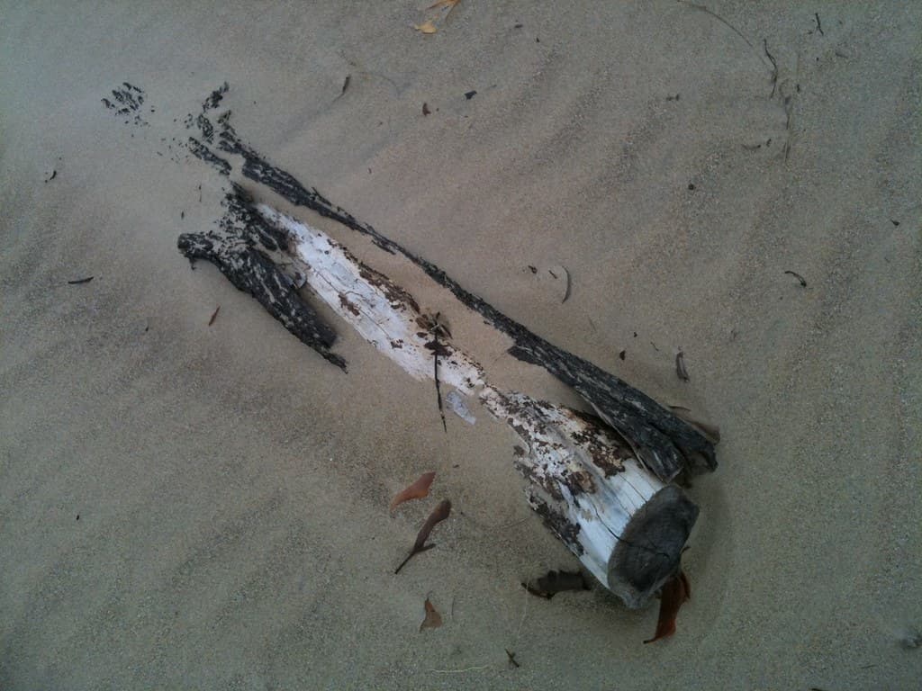 Driftwood Tannum Sands Beach