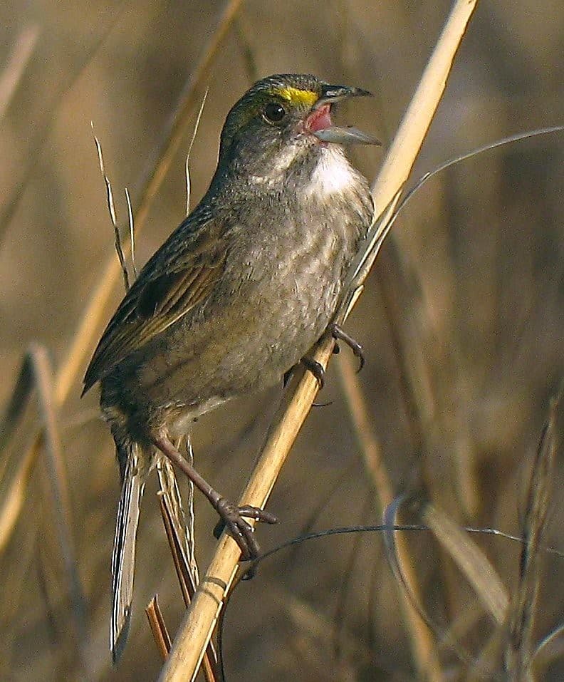 Fowler Beach