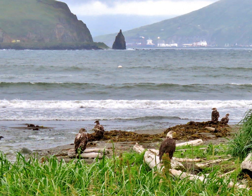 Bald Eagles at Humpy Cove Beach