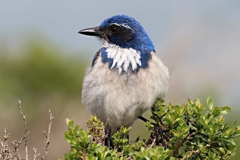 Aphelocoma californica California Scrub Jay