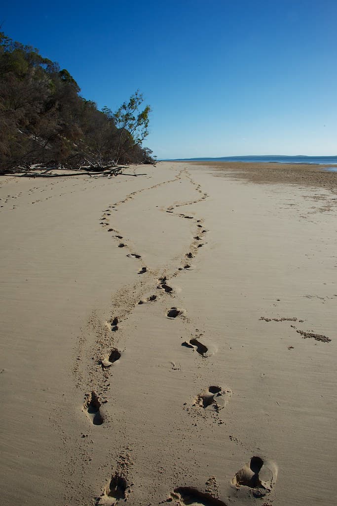 Fraser Island. Queensland