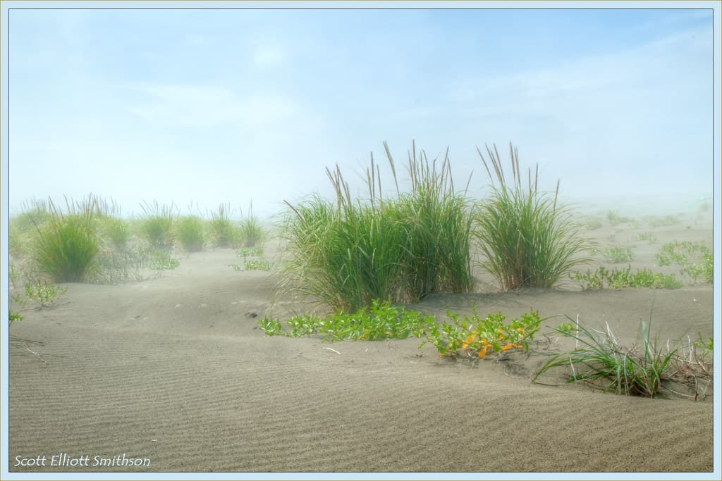 Grayland Beach State Park