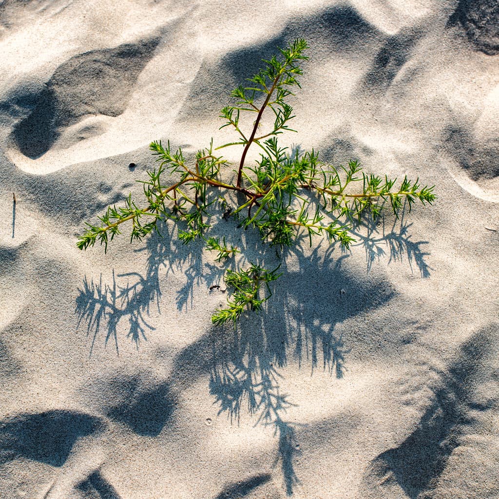 Sandhammaren Beach — photo by Ulf Bodin