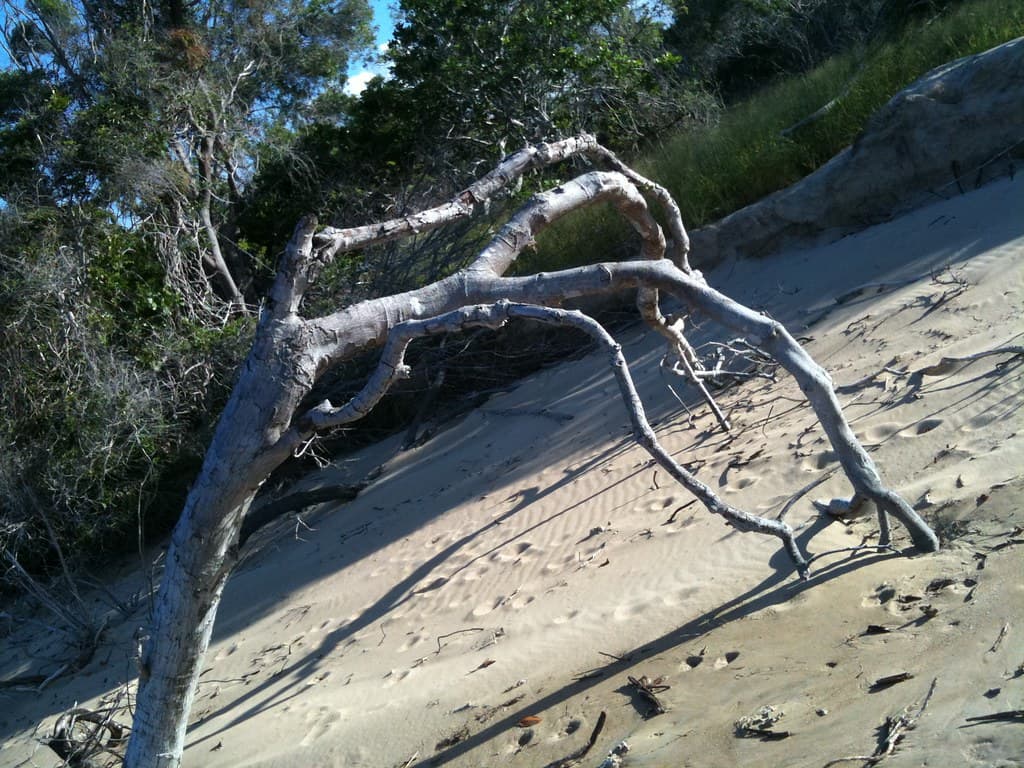 Driftwood Tannum Sands Beach