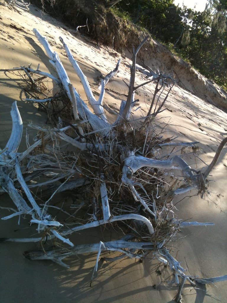 Driftwood Tannum Sands Beach