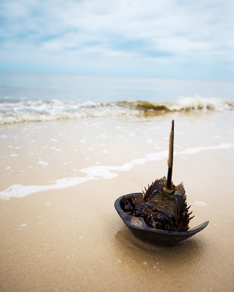 Bombay Hook Beach