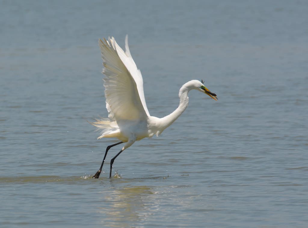 Sheldon Marsh Nature Preserve Beach