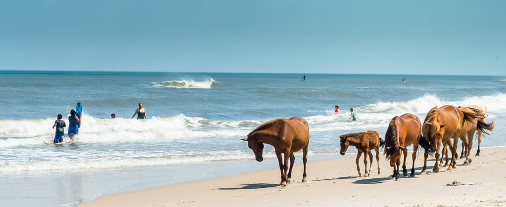 Assateague Beach