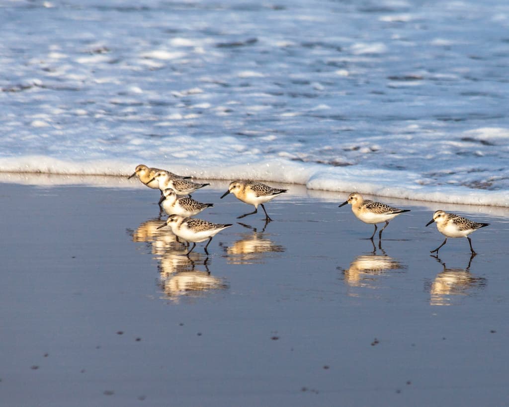 Reid State Park Beach