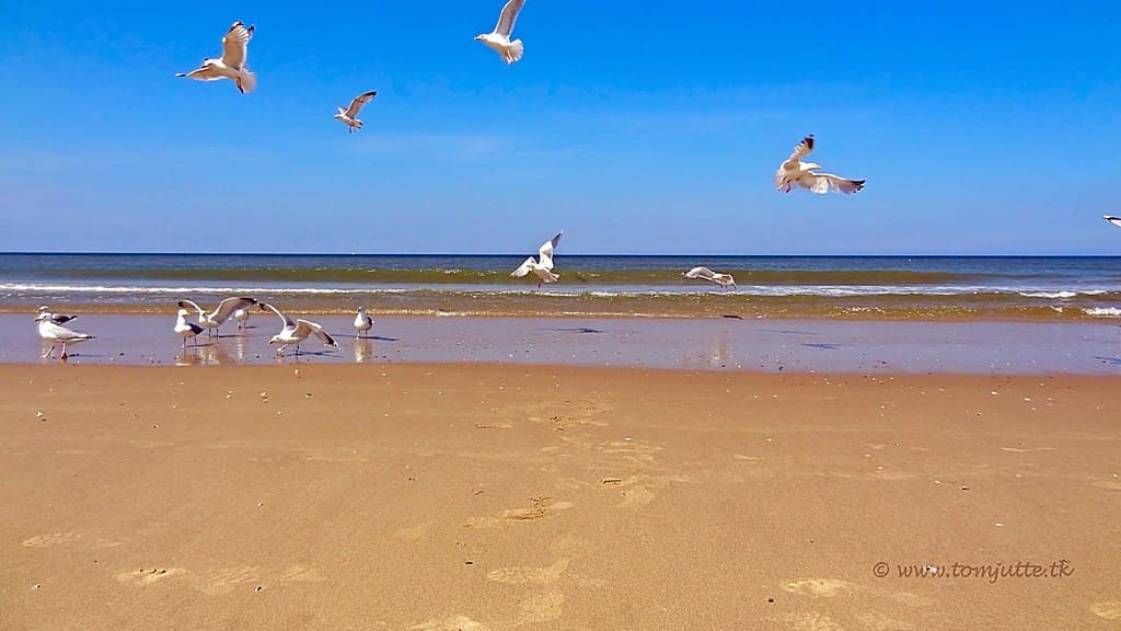Texel Dunes Quiet Beach view 3