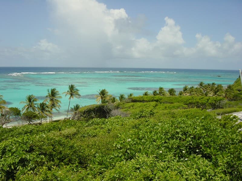 Hidden Bay Palm Island