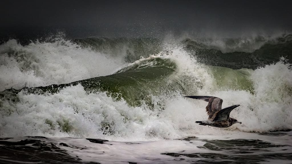 Agitated Sea with Gull