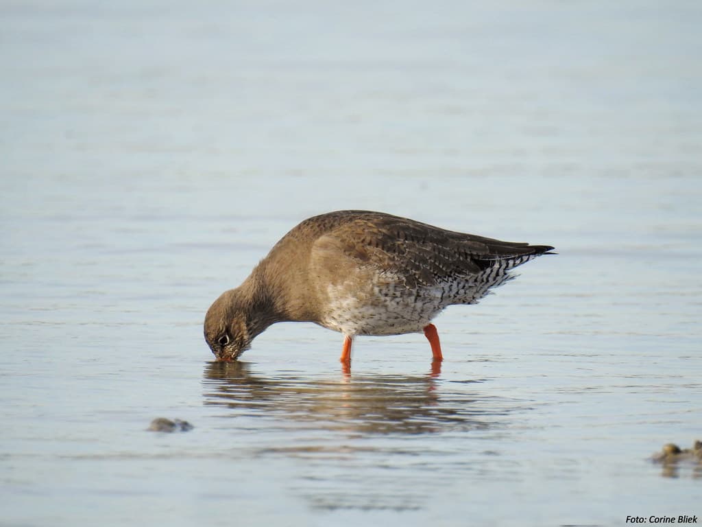 Grevelingen Strand view 2