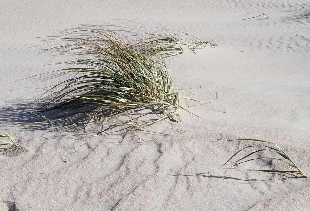 Smith Point County Park Beach