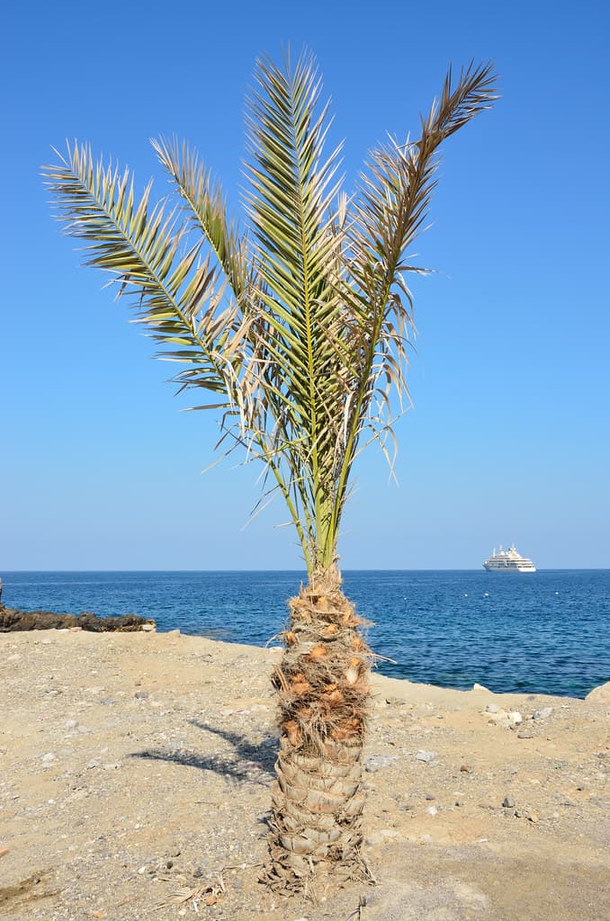 Al Bustan Beach — photo by kewl