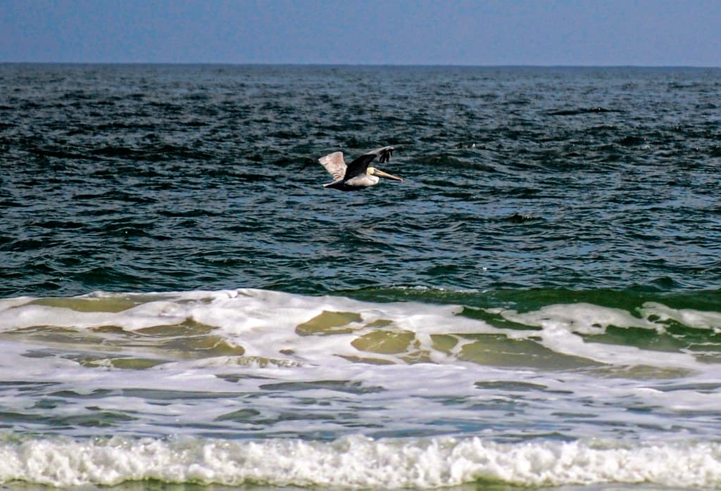 Little Talbot Island Beach view 3