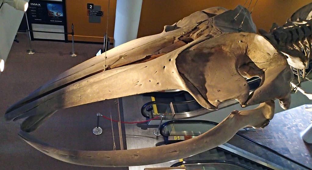 Balaenoptera physalus (finback whale) (North Atlantic Ocean) 7