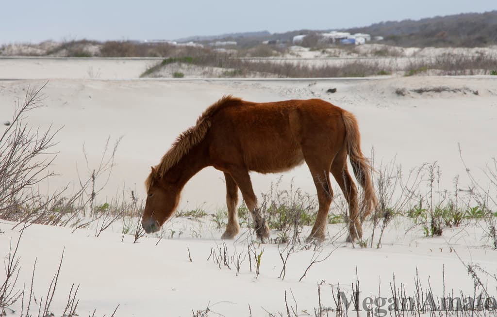 Assateague Island North Beach view 3
