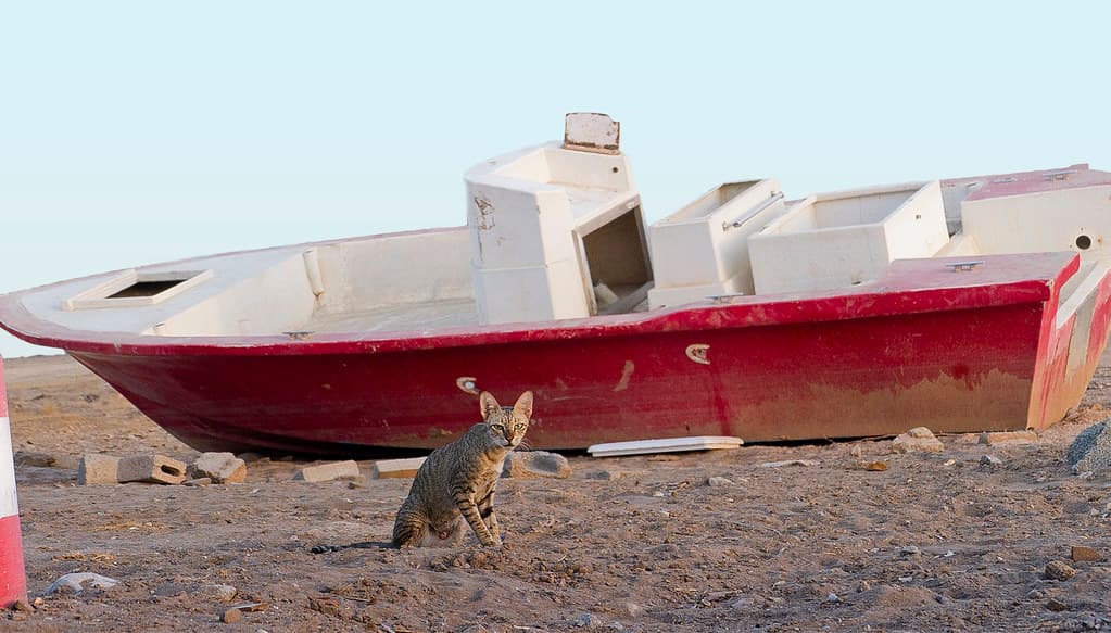 It was my Mission, it was my Boat, but it was the cat's Pajamas.