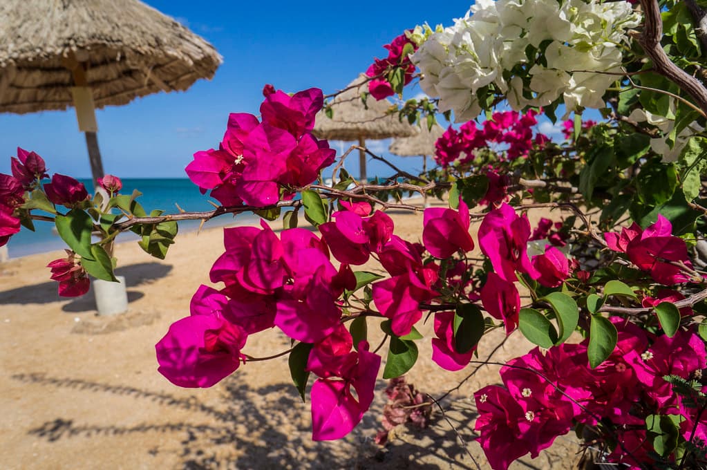 Playa Los Taques