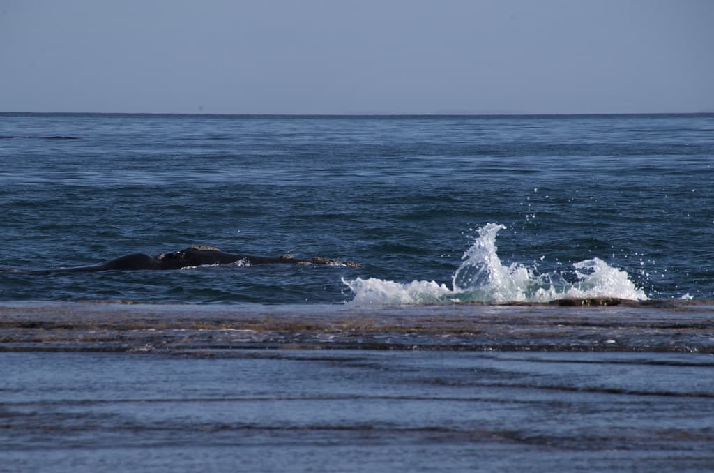 Right Whale Bay Beach