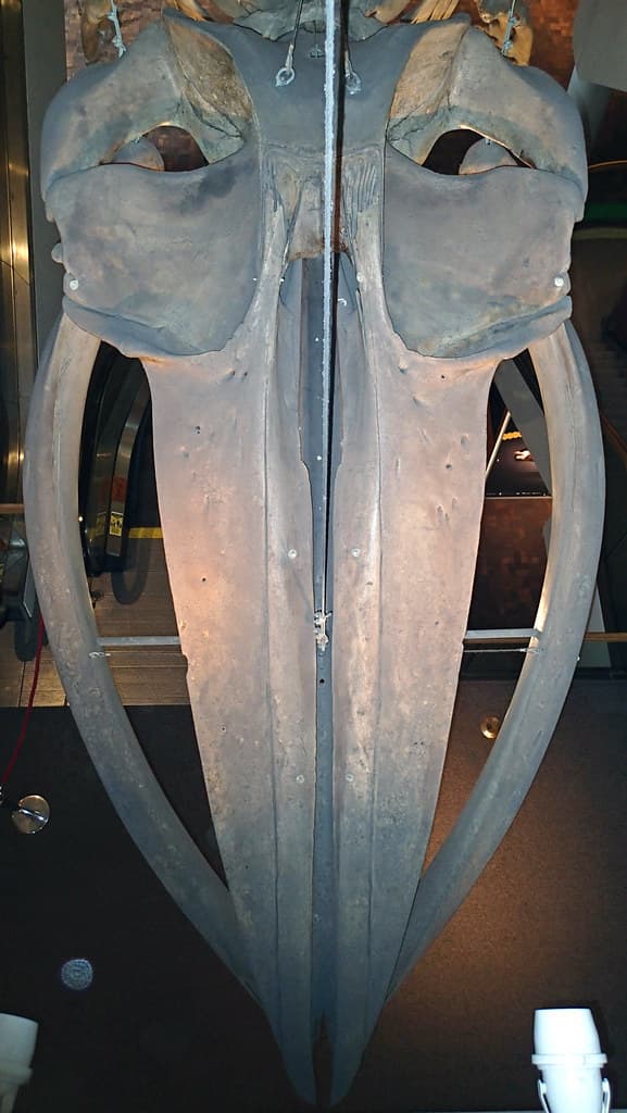 Balaenoptera physalus (finback whale) (North Atlantic Ocean) 6