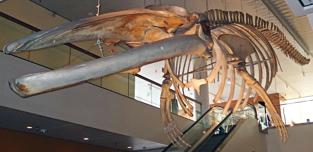 Balaenoptera physalus (finback whale) (North Atlantic Ocean) 1