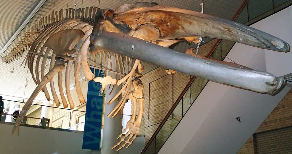 Balaenoptera physalus (finback whale) (North Atlantic Ocean) 3