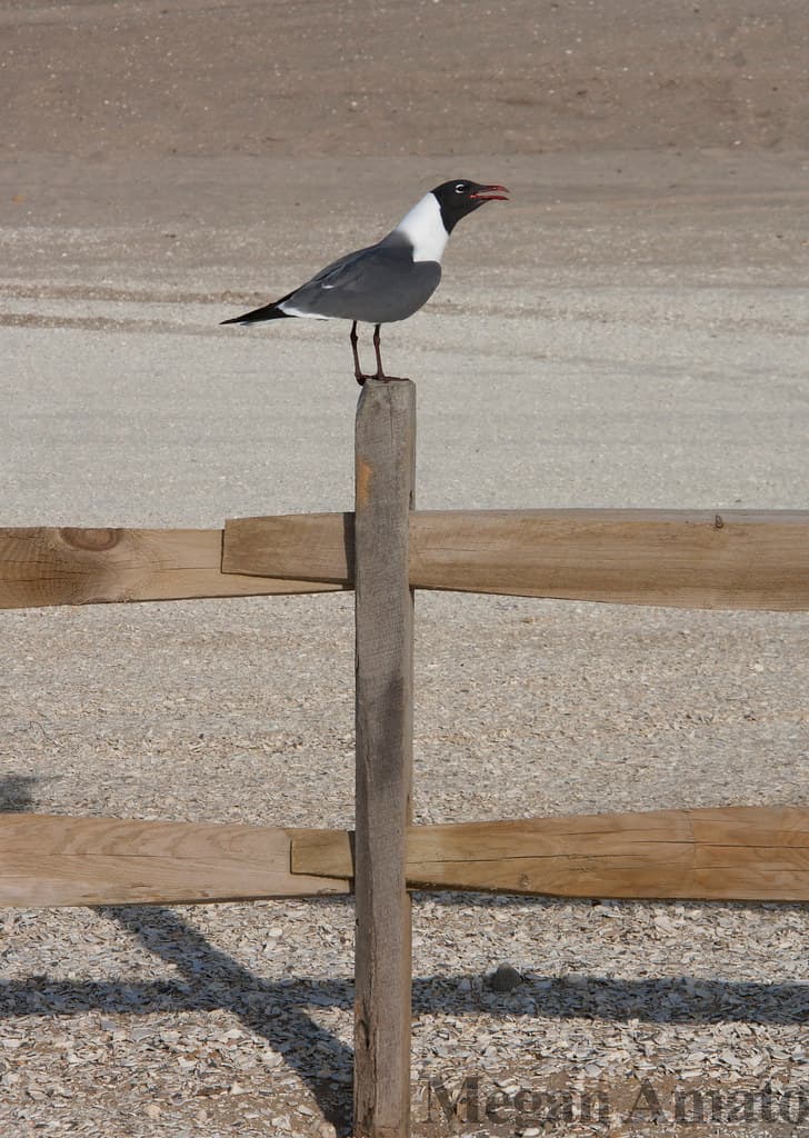 Assateague Island National Seashore Beach