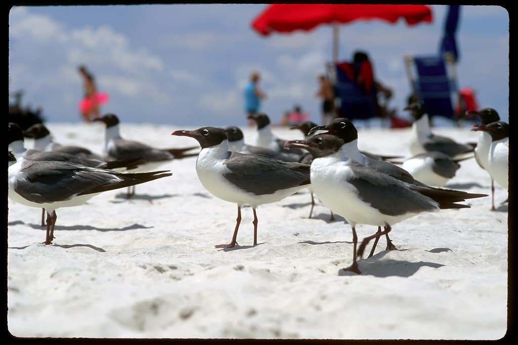 Biloxi Beach